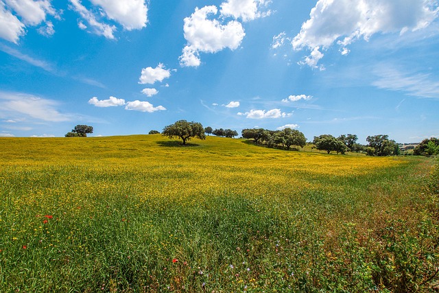 Alentejo, Landscape, Cork oak