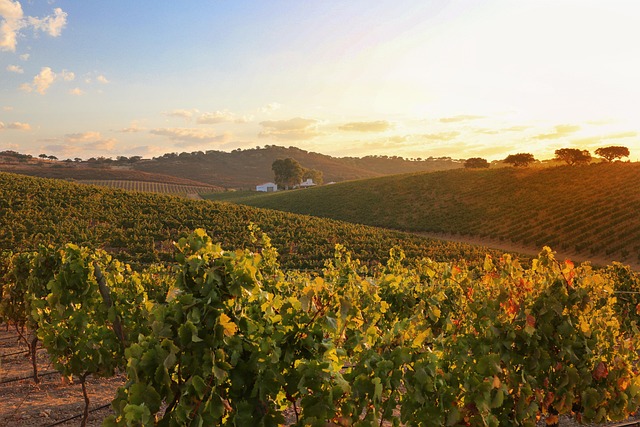 Vines in Reguengos, Alentejo, Portugal